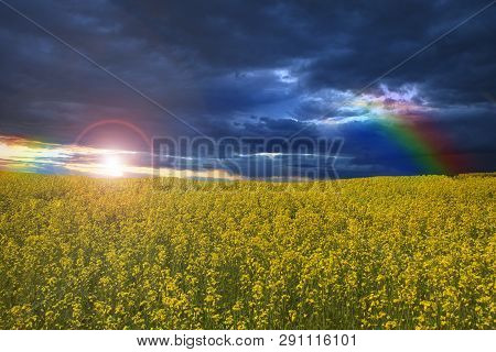 Bright Yellow Rapeseed Field Against A Cloudy Sky Background