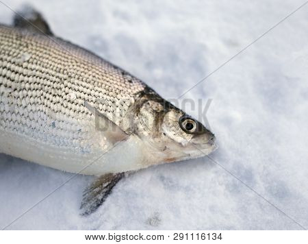 Winter Fishing, Good Catch Of Fish In Winter On Ice.