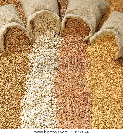 Frön av koriander, solros, lin och senap