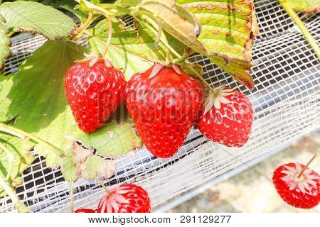 Three Of Strawberry Hanging Farm Full Of Ripe Strawberries In Strawberry Farm
