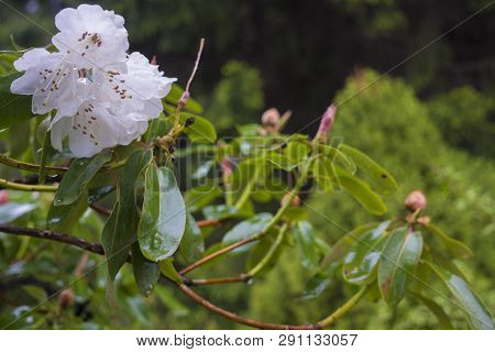 Cunninghams White Rhododendron Rhododendron caucasicum x Rhododendron ponticumin garden