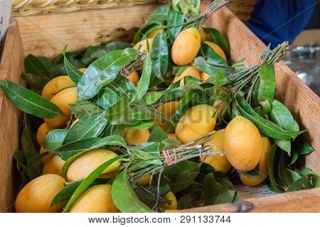 Mariam Plum, Plum From Garden Prepare In Basket