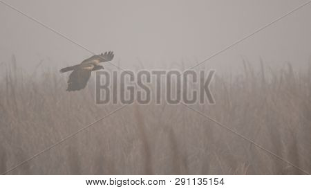 Black Kite (milvus Migrans) In 
