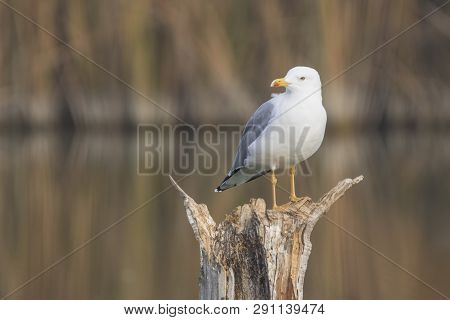 Yellow Legged Seagull (laurus Michahellis) In Estany D´ivars, Catalonia, Spain