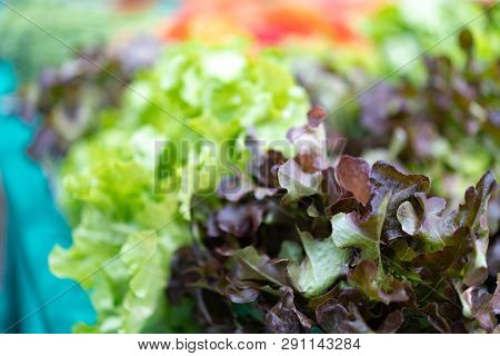 Fresh Red Oak, Green Oak Organic Hydroponic Vegetable Cultivation Vegetable On Green Canvas.