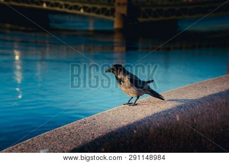 The Crow Is Sitting On The Palm-bed Before The River Neva