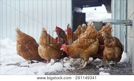 Live Winter Life In The Yard. Chickens In The Yard. Chickens In The Winter On The Farm. Chickens And