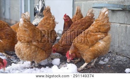 Live Winter Life In The Yard. Chickens In The Yard. Chickens In The Winter On The Farm. Chickens And