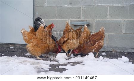 Live Winter Life In The Yard. Chickens In The Yard. Chickens In The Winter On The Farm. Chickens And