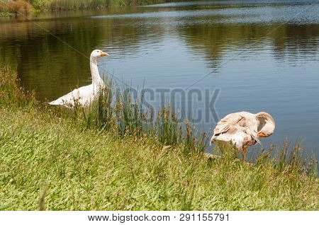 Two Geese Near The Lake Rural Scene. Domestic Fowl, Farm Bird Outdoor Scene