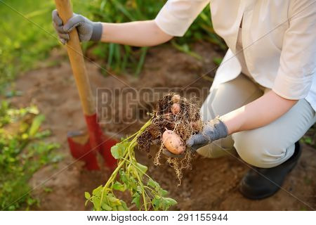 Woman Shod In Boots Digs Potatoes In Her Garden. Growing Organic Vegetables Herself.