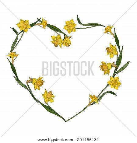 Heart Frame Made Of Yellow Daffodils. Template With Yellow Spring Flowers On White Background For Yo