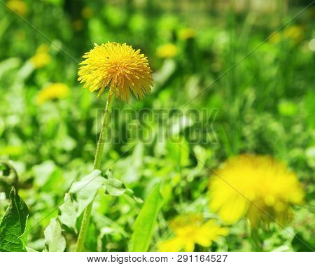Spring Young Dandelion Growing Among The Green Grass In The Field. Blossoming Dandelion On A Blurred