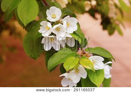 Branch Of A Blossoming Apple Tree On A Blurred Background. Floral Background. Gentle Spring Flowers 
