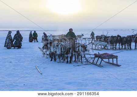 Nadym, Russia - February 23, 2019: Yamal, Open Area, Tundra,the Extreme North,  Races On Reindeer Sl