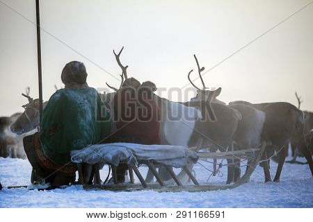 Nadym, Russia - February 23, 2019: Yamal, Open Area, Tundra,the Extreme North,  Races On Reindeer Sl