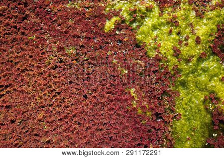 colorful red azolla floating of the river at winter at Wujie , Nantou, Taiwan