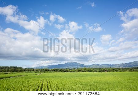 landscape of green paddy farm at countryside