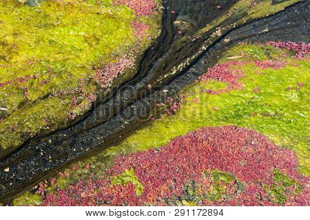 colorful red azolla floating of the river at winter at Wujie , Nantou, Taiwan