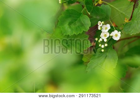 Natural Blurred Green  Background With Small Tender White Flowers Hawthorn. Growled Haw Flowers On B