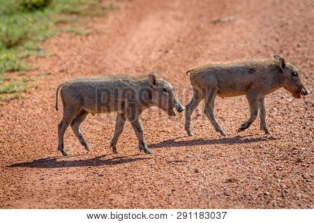 Family Of Warthogs With Babies.