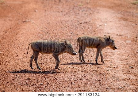 Family Of Warthogs With Babies.