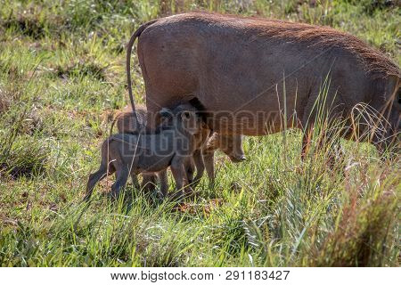 Family Of Warthogs With Babies.