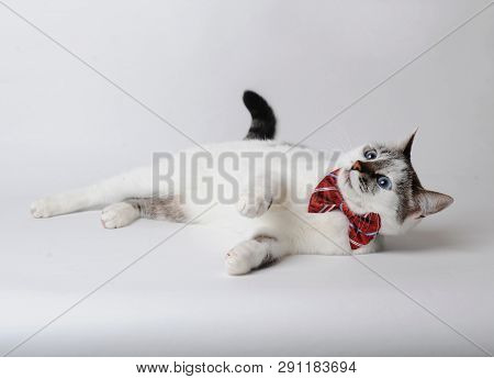 White Fluffy Blue-eyed Cat In Bow Tie Lies. On Light Background Isolated