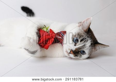 White Blue-eyed Cat In Bow Tie Lying And Holding Red Rose In Paws
