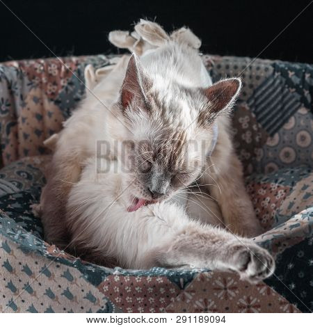 Thai Cat After Surgery In A Postoperative Bandage.