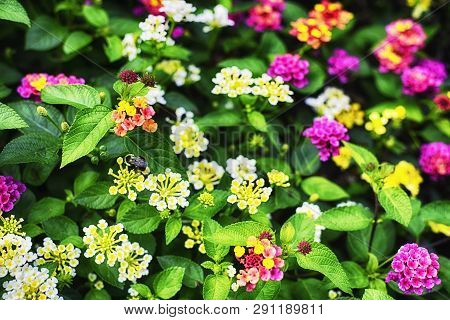 Multi-colored Lantana Camara Flowers Blooming In A Garden On The Property Of The Hillstead Museum In