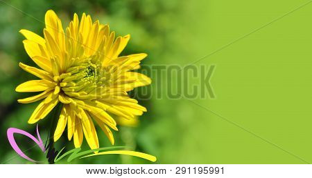 Blooming Yellow Dahlia Flower On Green Background