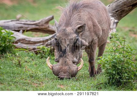 Male Warthog Standing In The Grass.