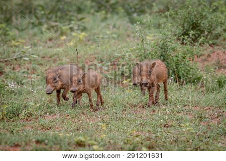 Group Of Baby Warthog Piglets Running.
