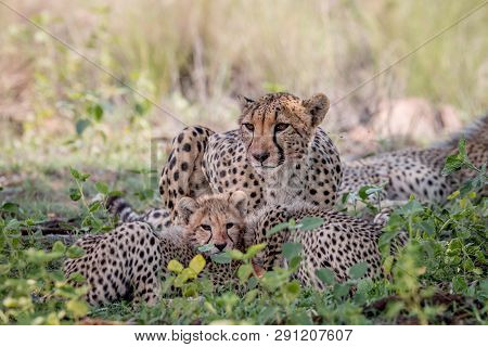 Mother Cheetah And Cubs Feeding On An Impala.