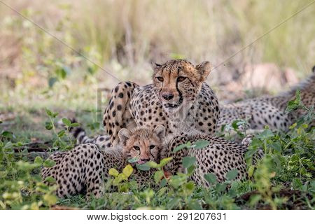 Mother Cheetah And Cubs Feeding On An Impala.