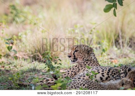 Mother Cheetah Laying In The Grass.