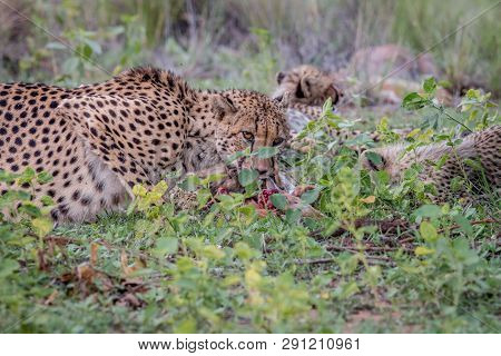 Mother Cheetah With Cubs Feeding On An Impala.