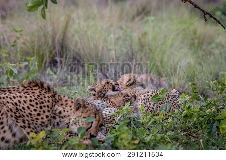Mother Cheetah With Cubs Feeding On An Impala.