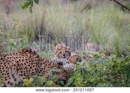 Mother Cheetah With Cubs Feeding On An Impala.