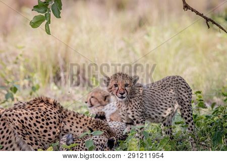 Young Cheetah Cub Standing In The Grass.