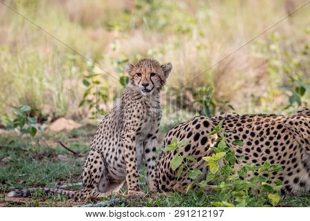 Baby Cheetah Cub Sitting In The Grass.