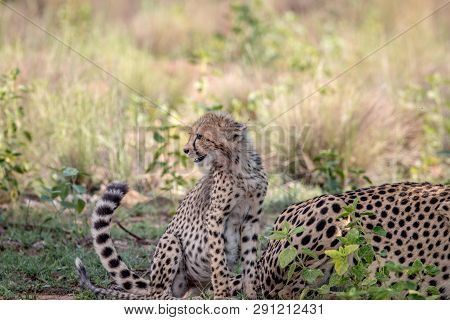 Baby Cheetah Cub Sitting In The Grass.