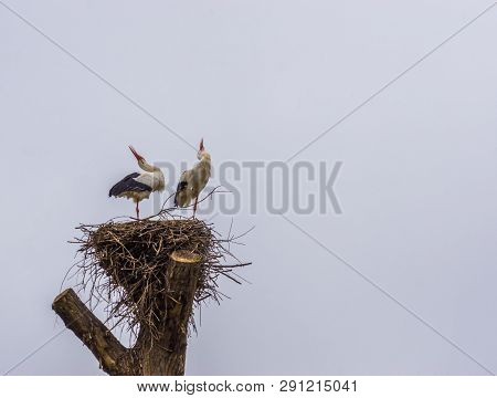 White Stork Couple In Their Nest Making Sound, Common Birds In Europe, Migrated Birds From Africa