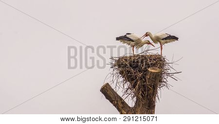 White Stork Couple Standing Together In Their Nest, Common Bird In Europe, Migrated Birds From Afric