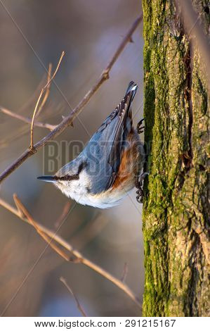 Photo Of Little Blue Orange Nuthatch On The Tree In Winter Park