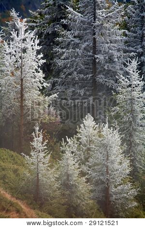Sent efterår i Cozia National Park i Rumænien, Europa