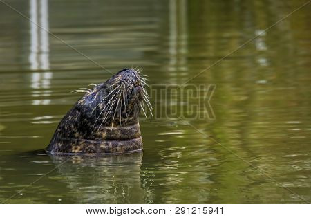 Closeup Of The Face Of A Seal Swimming In The Water, Popular Zoo Animals