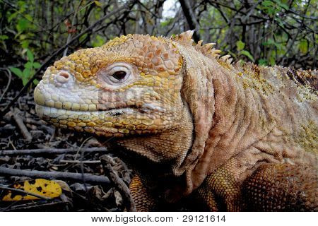 Jord leguan