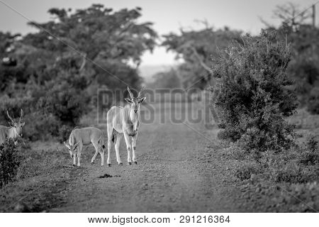 Eland Standing In The Road In Welgevonden.
